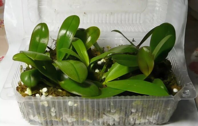 Мини-тепличка для орхидеи
