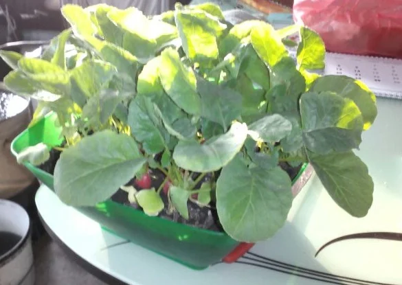 Та самая Молния в миске с кухни, фото автора