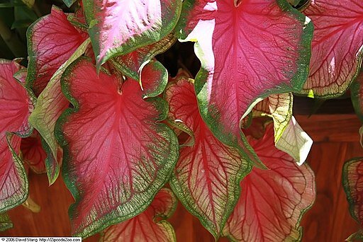 Фото для оформления статьи, с лицензии Creative Commons