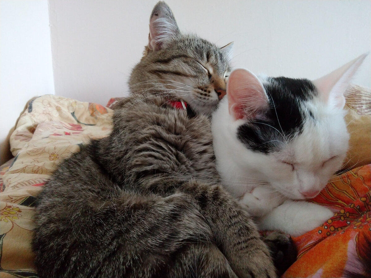 Катя и Блошка