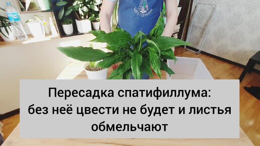 Что нужно для цветения и пышного роста спатифиллуму? Дело не только в хорошем свете и удобрениях