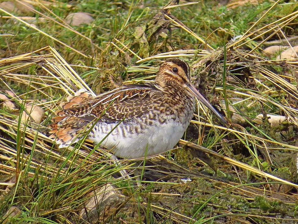 Кулик бекас, на фото хорошо видны хвостовые перья, которые во время токового полёта издают блеющий звук.
