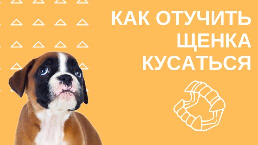 Как отучить щенка кусаться?