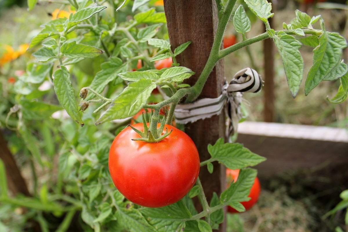 Помидоры народные средства. Опрыскивание томатов. Помидоры сорта черри пораженные фитофторозом. Помидоры народные средства. Фитофтора от фитофторы на помидорах.