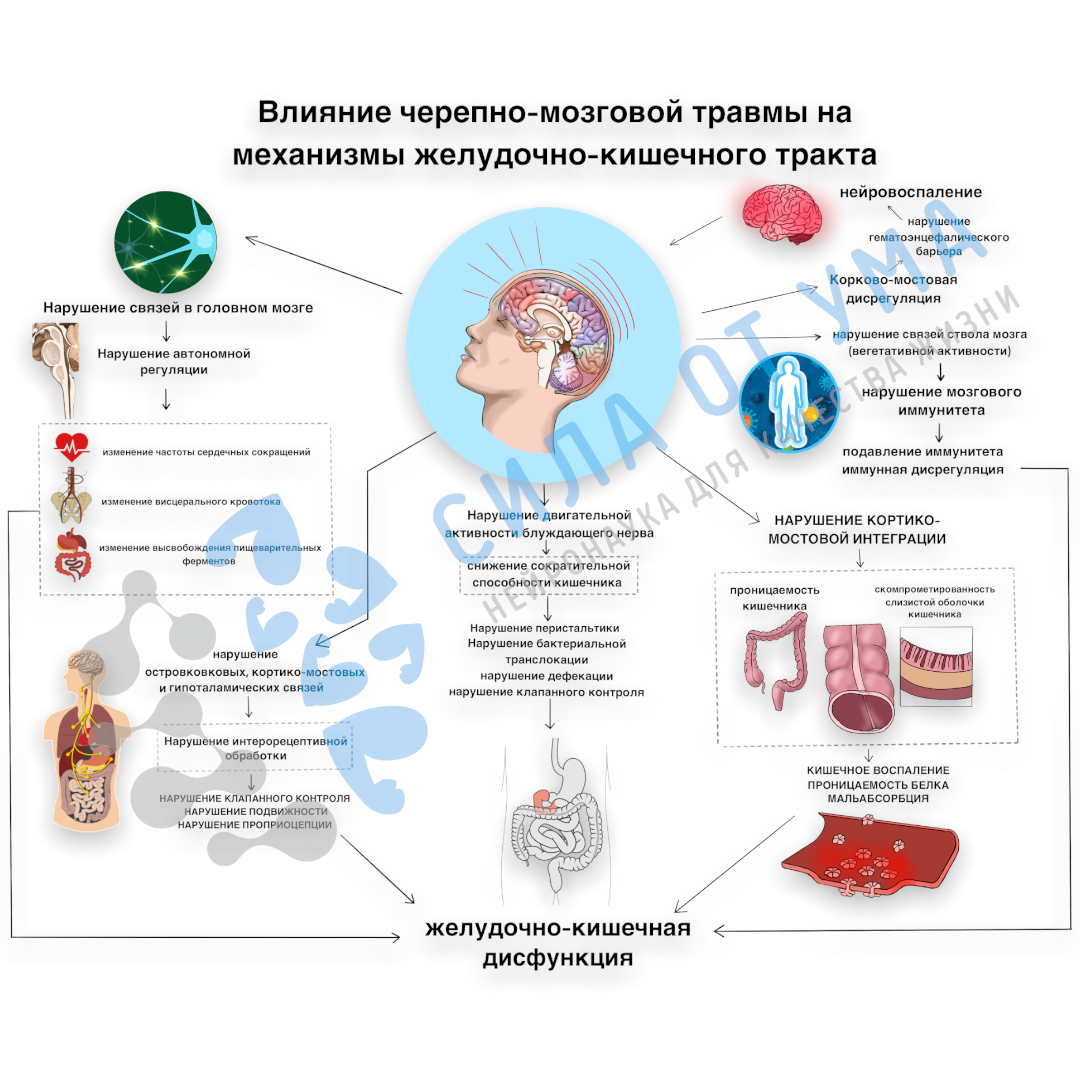 Механизмы влияния ЧМТ на ЖКТ