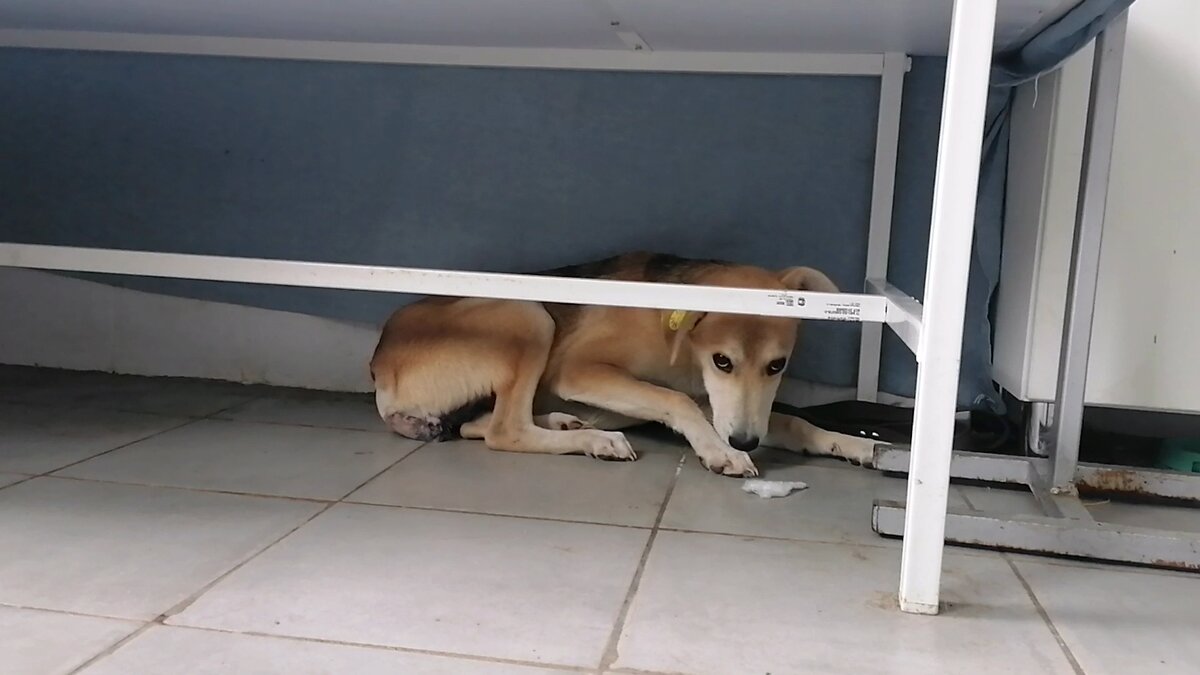 Рудольф прячется под кроватью 