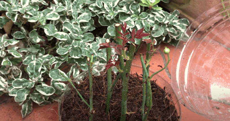 Рабочий способ укоренения черенков с роз и не только! Идеален для ...