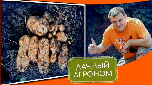 Посадка картофеля в конкретных цифрах