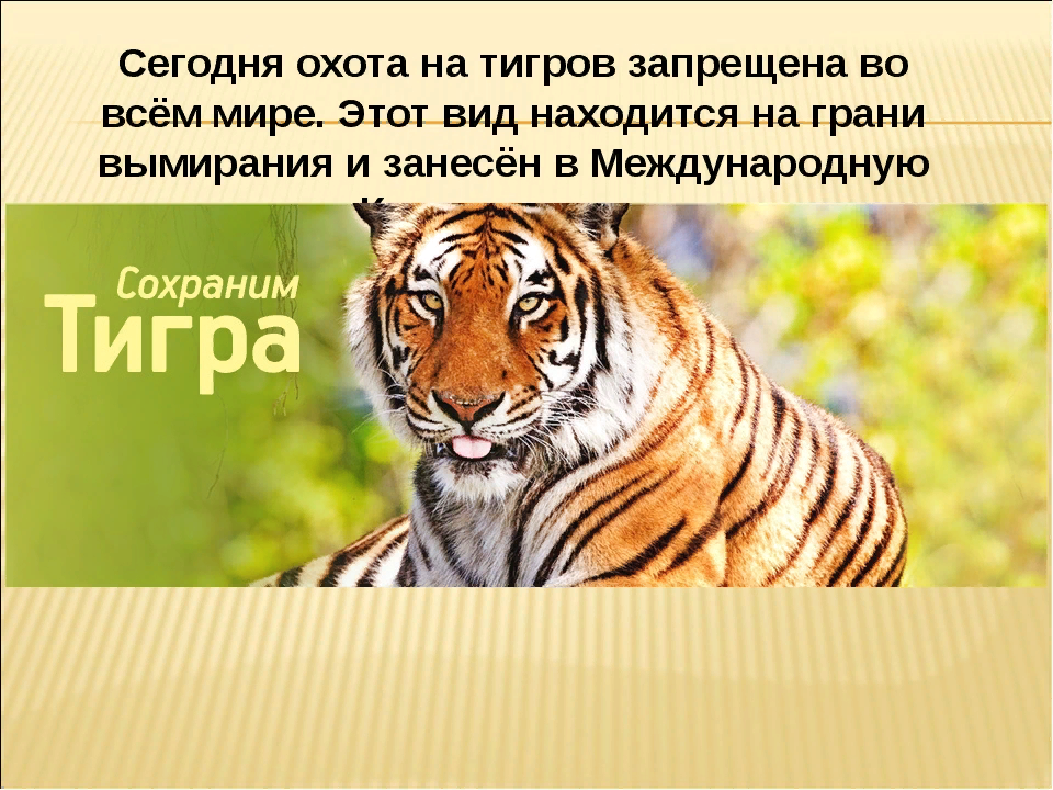 Что за лев этот тигр откуда фраза. Происхождение тигра. Что за тигр этот Лев откуда фраза.