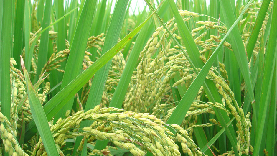 Рис (Oryza sativa)
