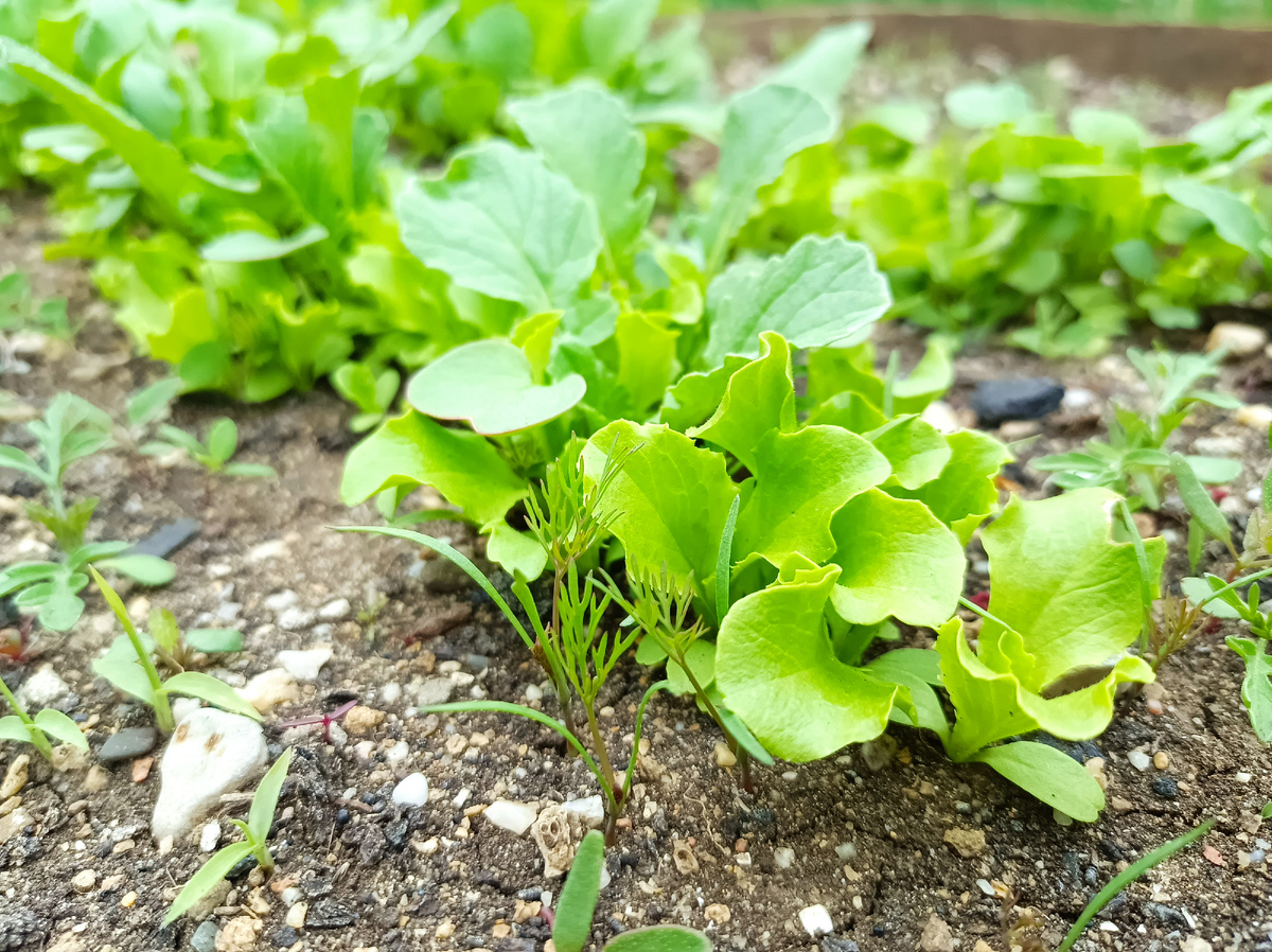 Грядки🌱 Огород 👩‍🌾 Дом 🏡 | 🏡Домик в Крыму& Дневник крымчанки&ПроДомБыт  | Дзен