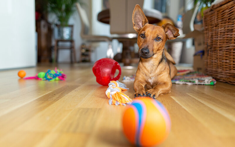 Собака, которая ест камни, землю, тряпки или другие несъедобные предметы, может страдать от серьезного расстройства. А может просто привлекать внимание. Фото Davidfreigner