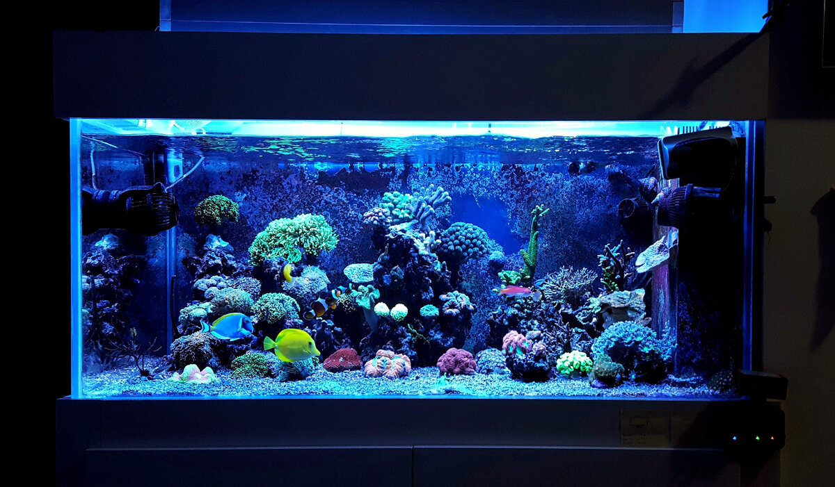 Аквариумное освещение помогает создать комфортные условия обитания для рыб и растений.