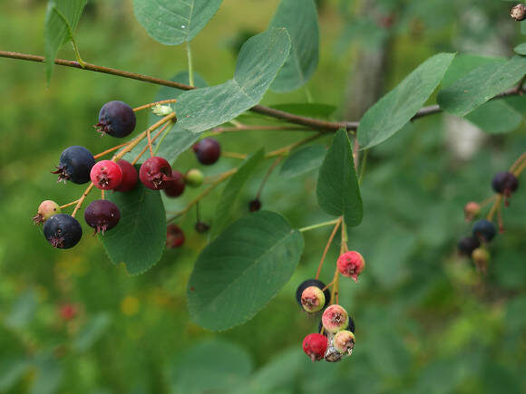 Ирга колосистая (Amelanchier spicata)