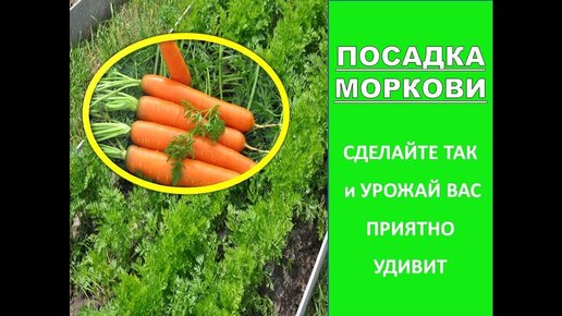 Посадка моркови на ленте: 4 этапа и важные тонкости технологии | AgroMarket интернет магазин семян