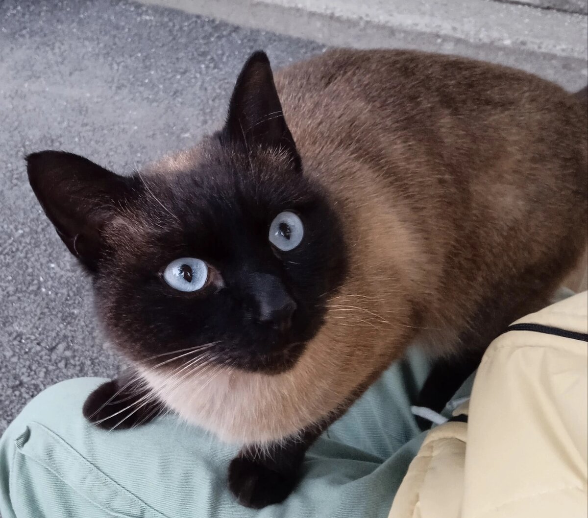 Жители дома подкармливали его. Кот очень ласковый. Подбегал к людям, любит детей .