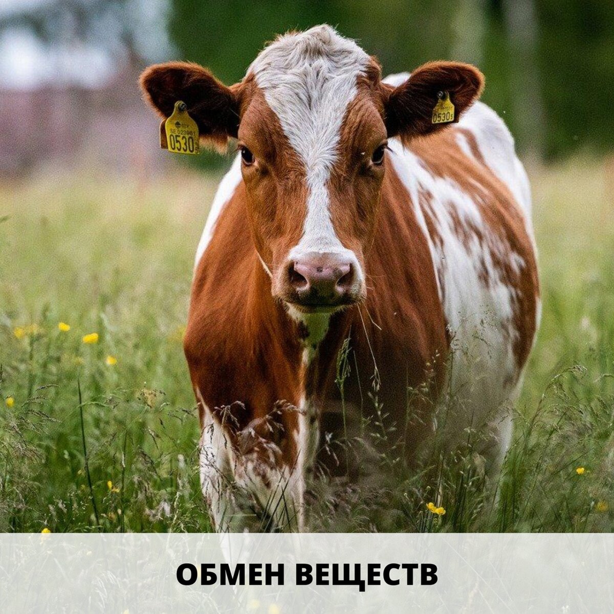 Обмен веществ.