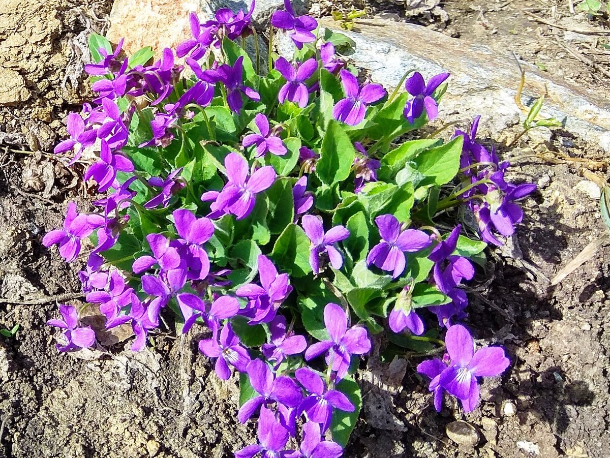 Фиалки лесные на солнце. Эндемики Урала. В тени — вниз публикации