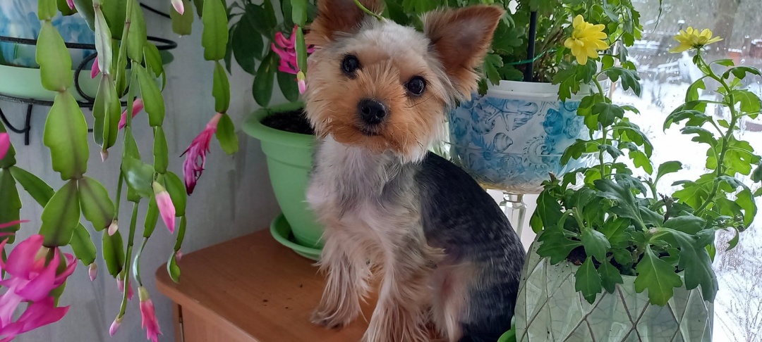 Мысли маленькой собачки. Глава 2. Почему собаки бывают злыми?