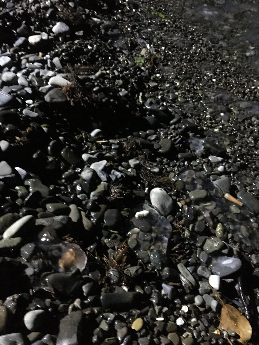 Чёрное море Сочи медузы. 