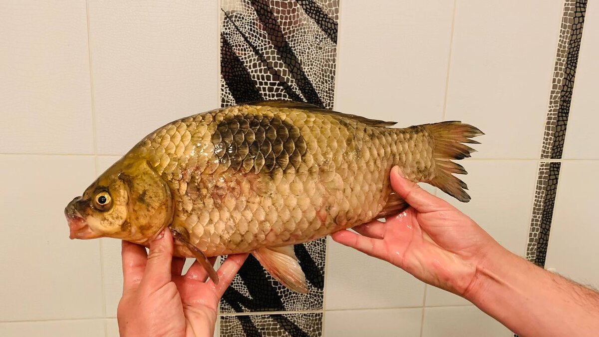 Гигантский карась на фидер (Клязьминское водохранилище, 06.06.2022)