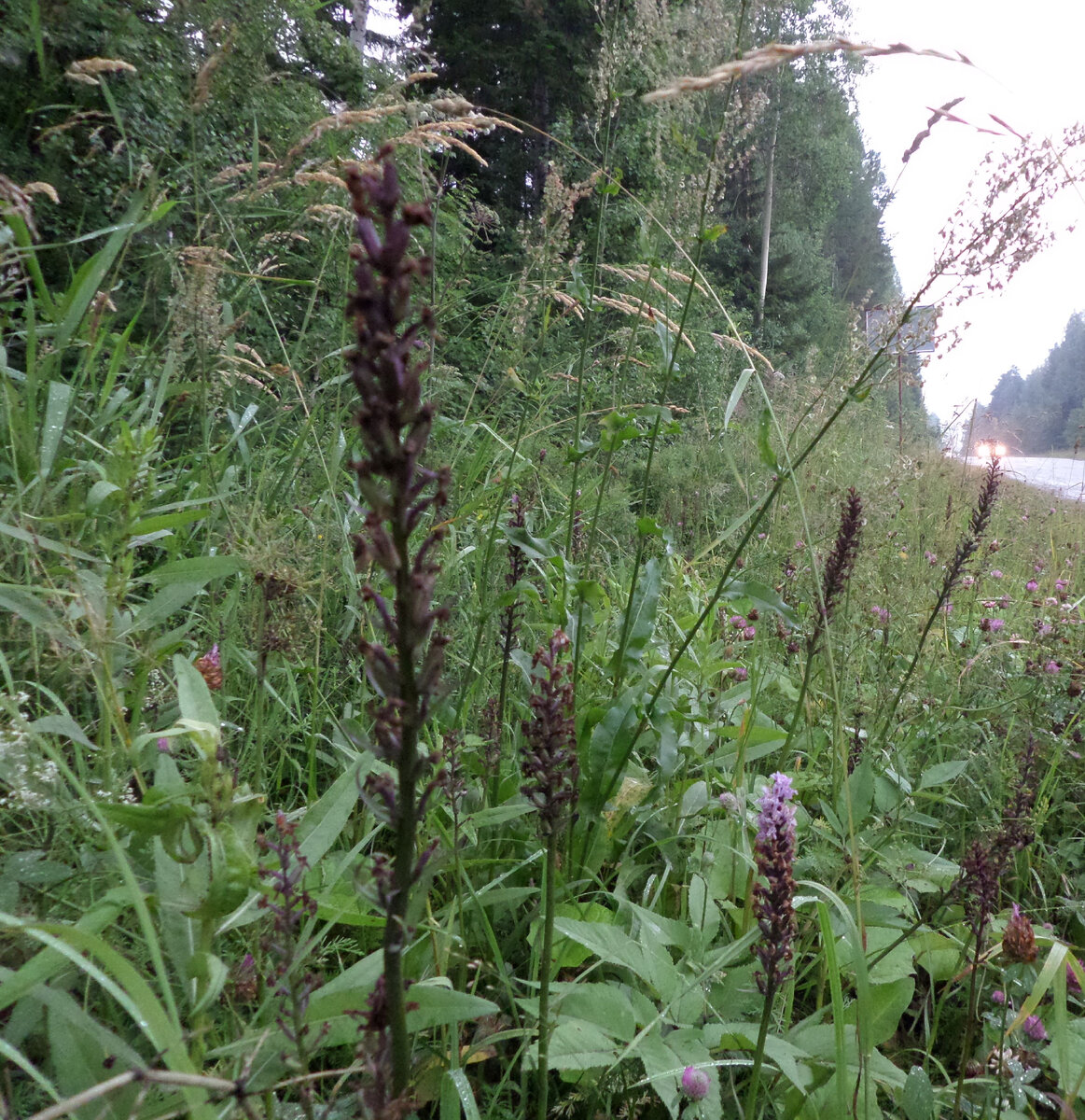 Пальчатокоренник Фукса — Dactylorhiza fuchsii, фото автора