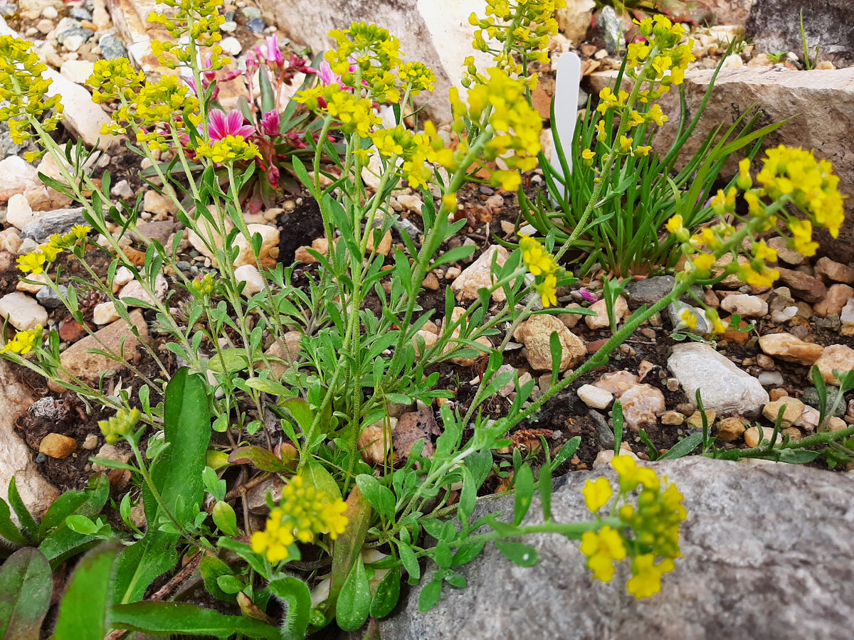 Алиссум Гмелина — A. gmelinii Jord. = A. montanum, фото автора