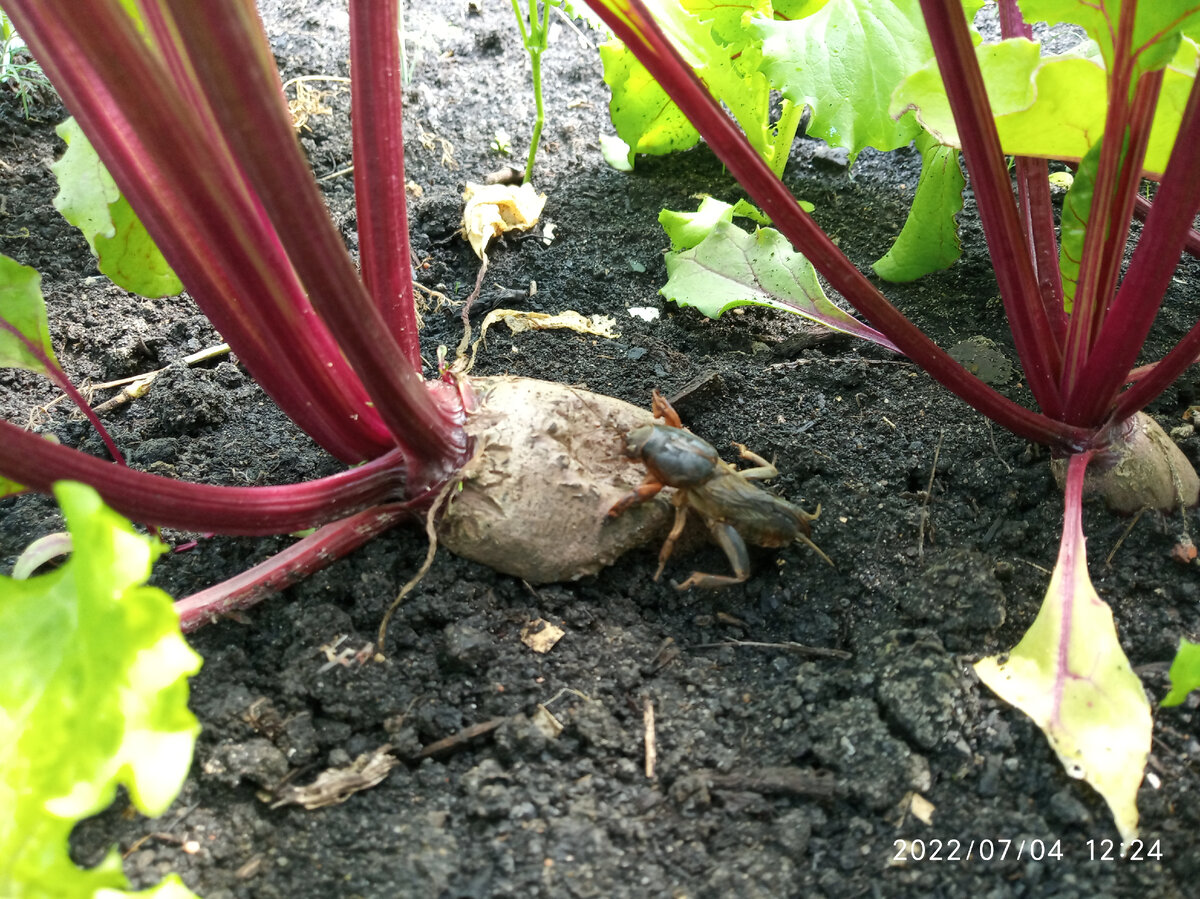 Медведка в огороде...фото из личного архива