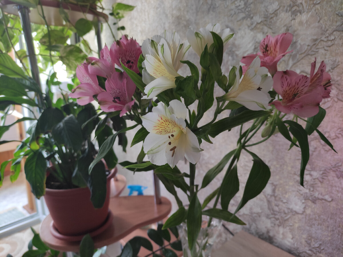 Альстромерии отличаются высокой стойкостью, они гипоаллергенны, лишены запаха, имеют широкий спектр расцветок. Важно покупать нераскрывшиеся цветы. Сначала они выглядят не очень презентабельно, но потом отлично раскрываются в вазе с водой и долго стоят. В России, как правило, альстромерию добавляют в букеты.