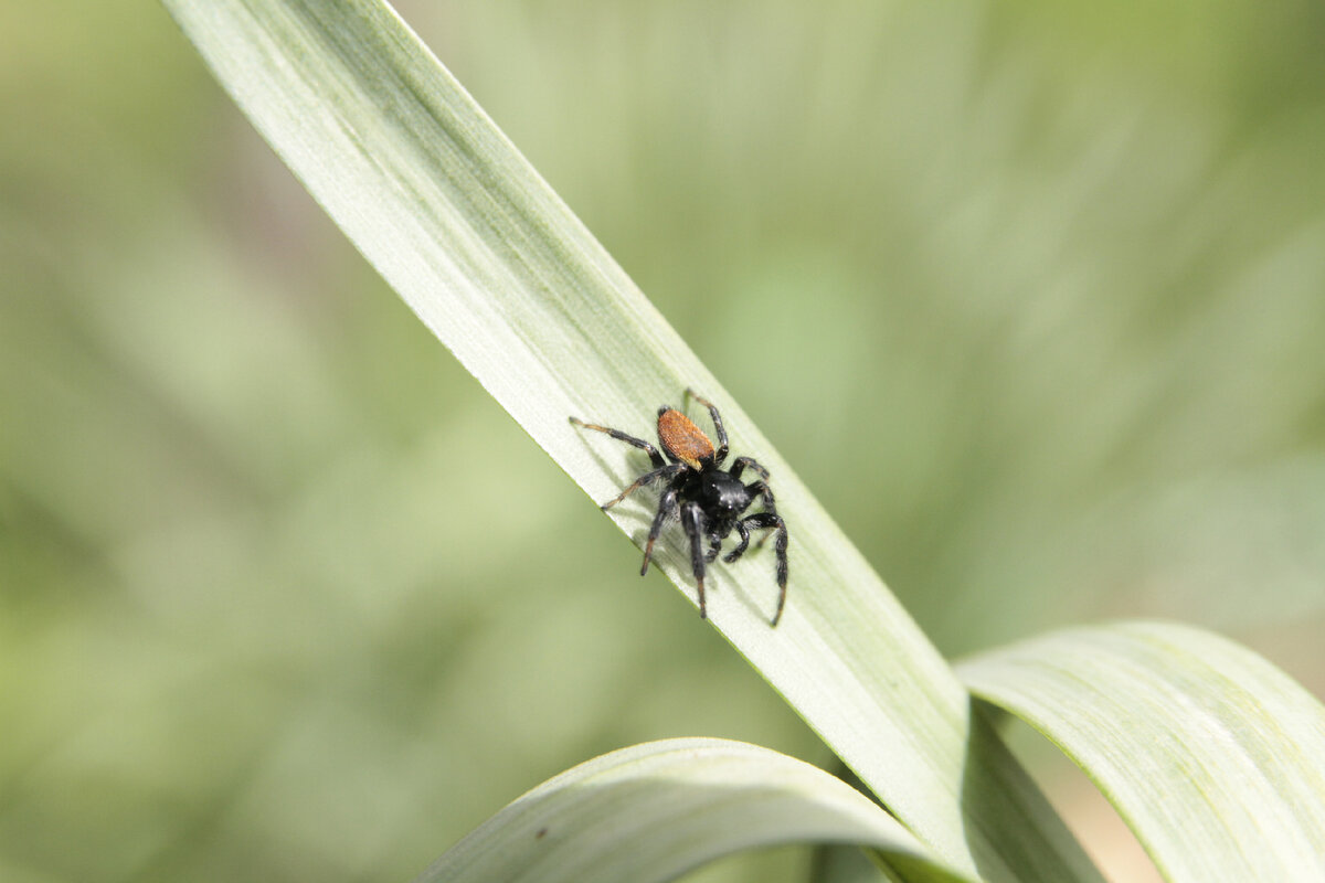 Carrhotus xanthogramma. Снято в Краснодаре