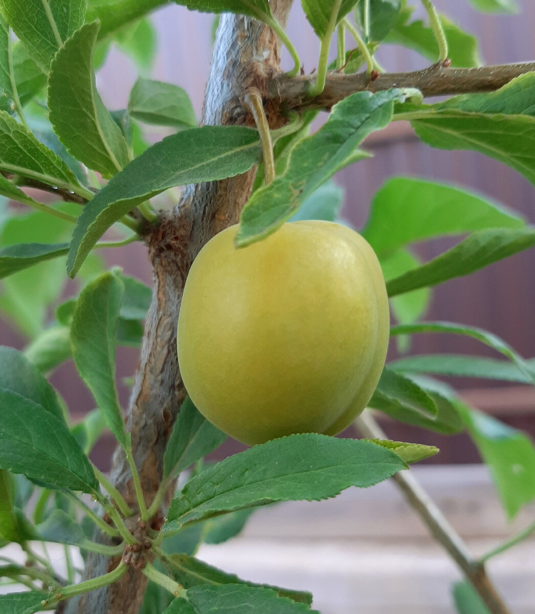 Наша жёлтая слива - алыча. Молоденькая, но уже решила нас порадовать!