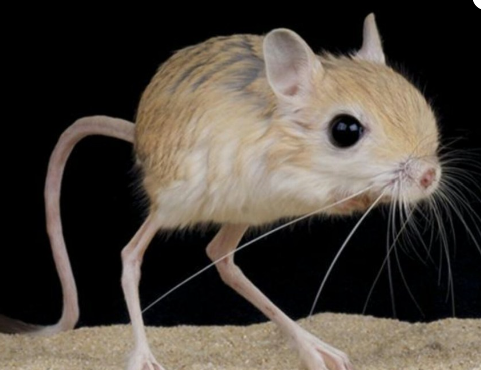 Скриншот-цитата, тушканчик (без Луны)