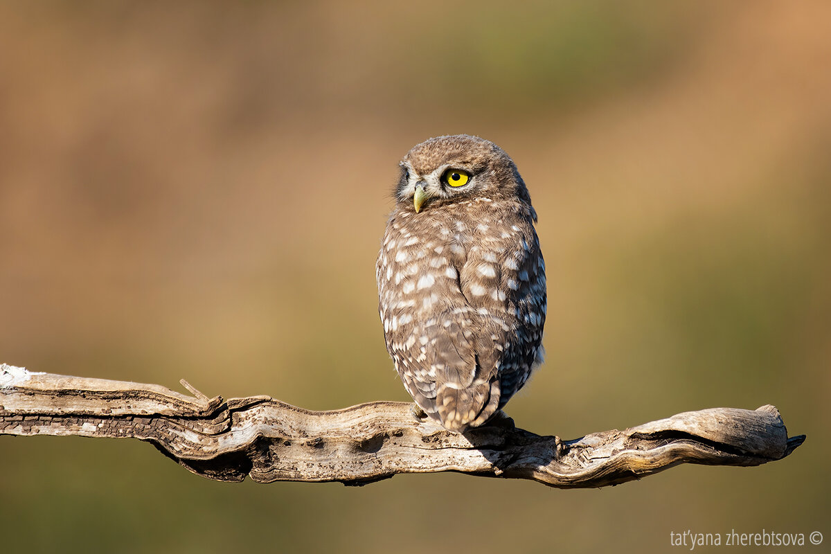 Домовый сыч. Nkon D500; Nikkor 200–400mm f/4; 1/1600; f/4; ISO250  