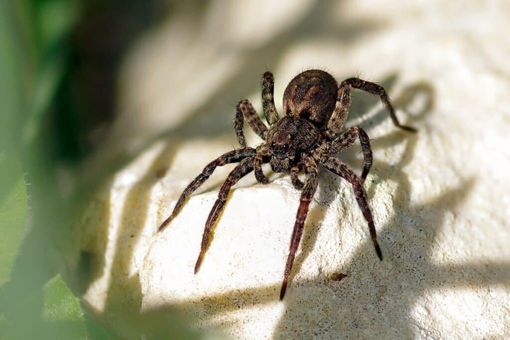    Паук-волк Lycosidae / ©Ziva&Amir, Flickr