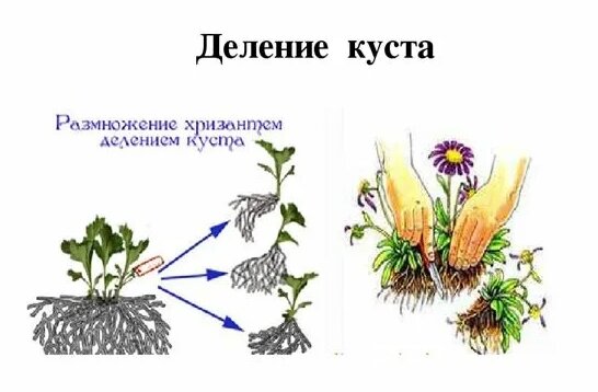 Яндекс. Картинки