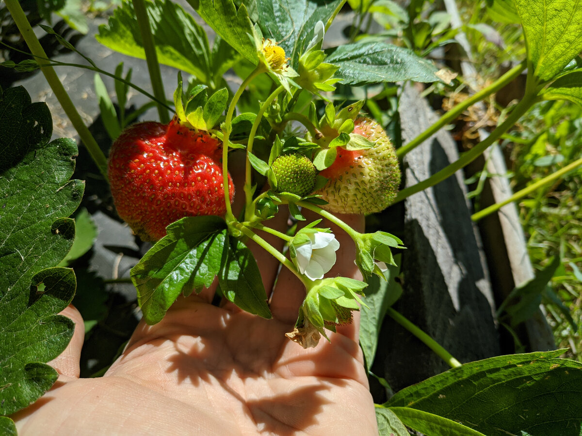 Кусты-первогодки дали очень неплохой урожай. В статье использованы фото автора