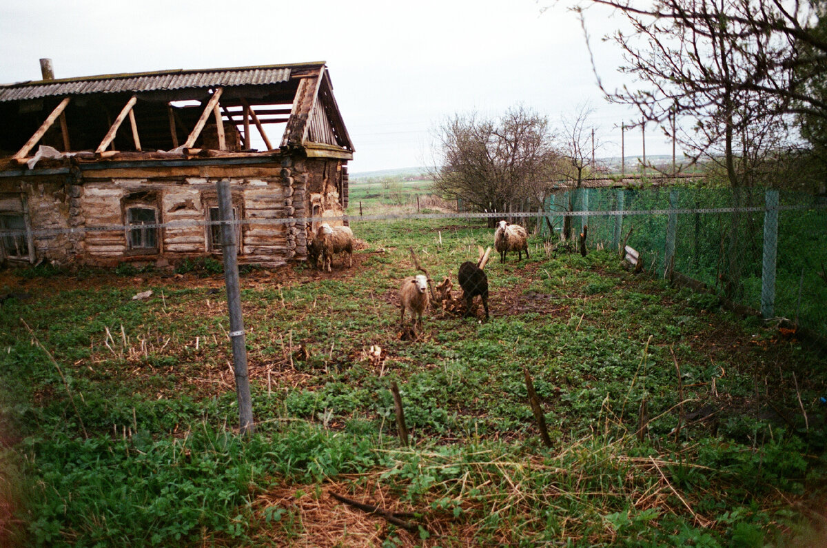 Овечки из нашей деревни на Kodak Vision
