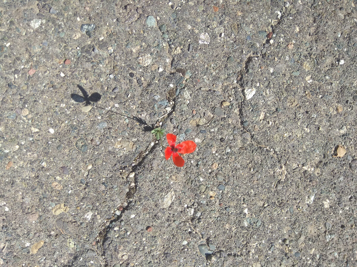 Армения, район Арташат