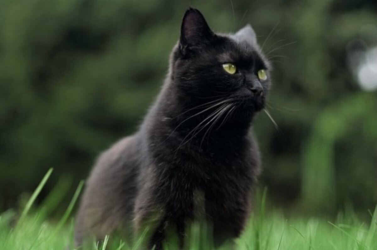    В Свердловской области кот, зараженный бешенством, покусал ребенка