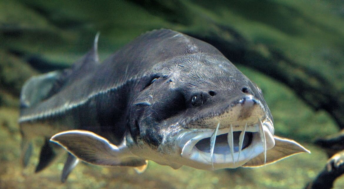 Хищные рыбы черного моря