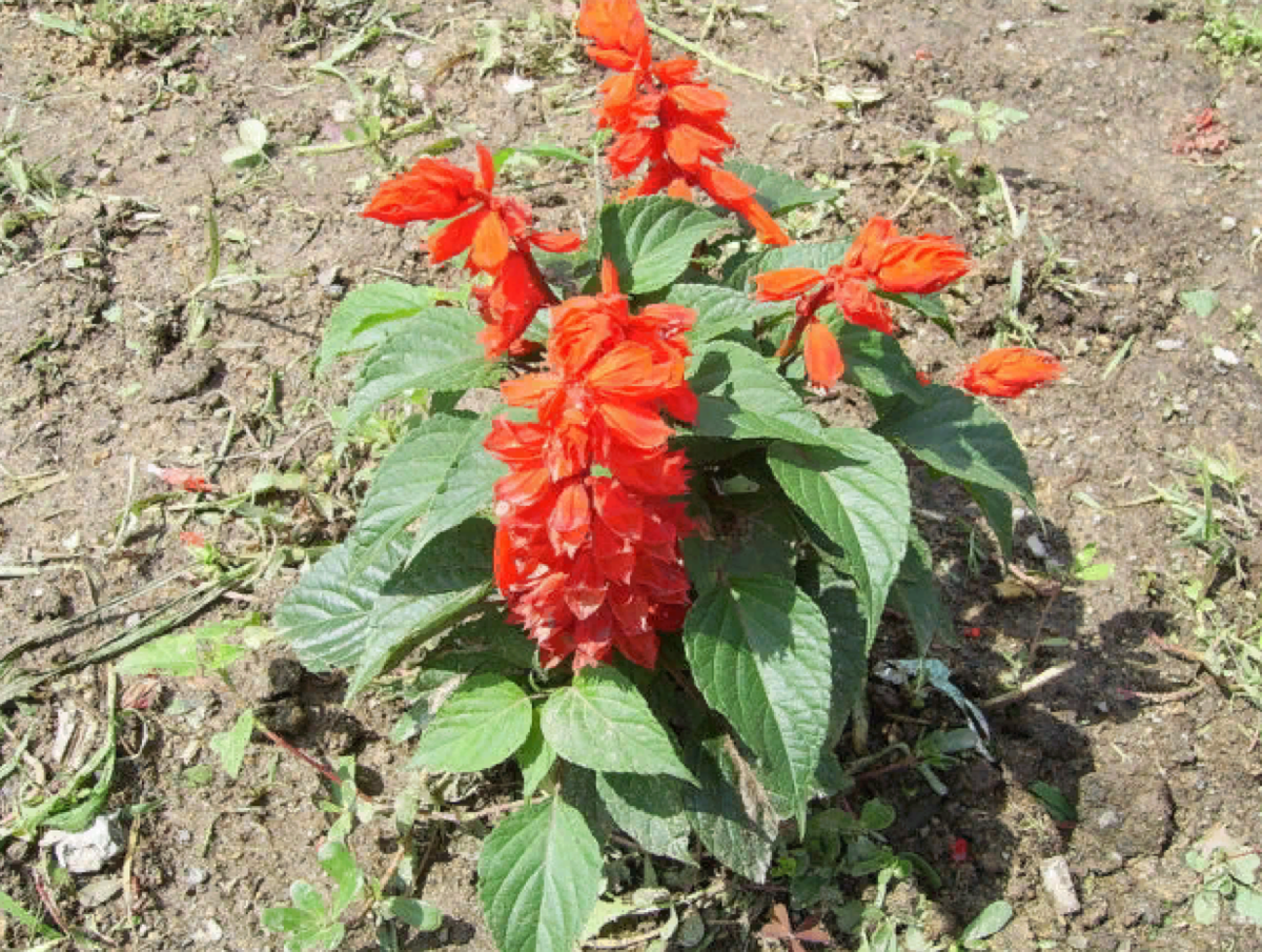 Шалфей Блестящий интересен садоводам благодаря своим необычным красным соцветиям (источник фото: u-florista.ru)