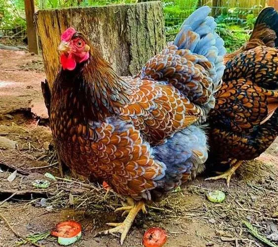 What Breed of Chicken Should I Choose? Chicken breeds, Chickens backyard, Backya