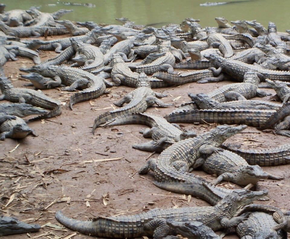 Тут собираются крокодилы, которые боятся воды