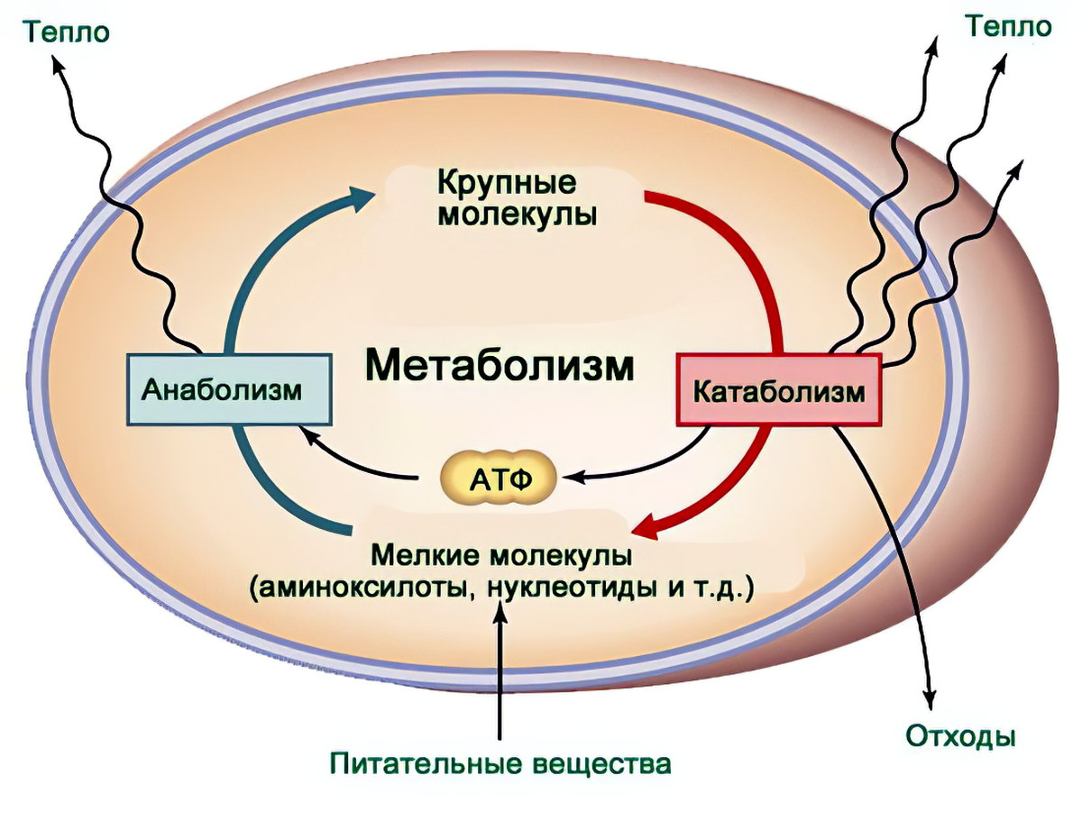 Схема метаболизма