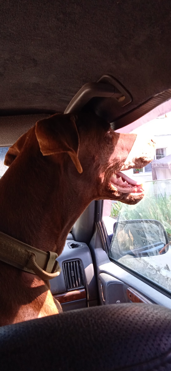 Боец в идеальном климате) 