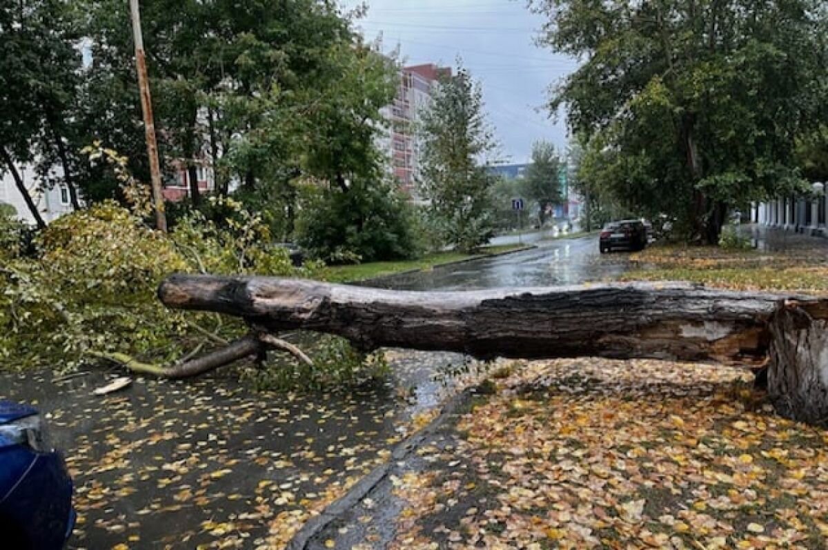    Екатеринбуржцам рассказали, куда сообщать о поваленных деревьях