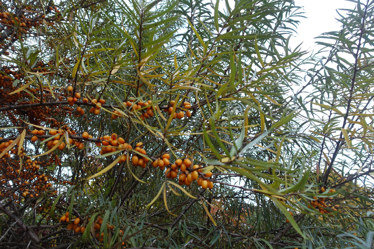 А это богатство, к счастью, не мое, а у соседей зазаборное. Облепиха