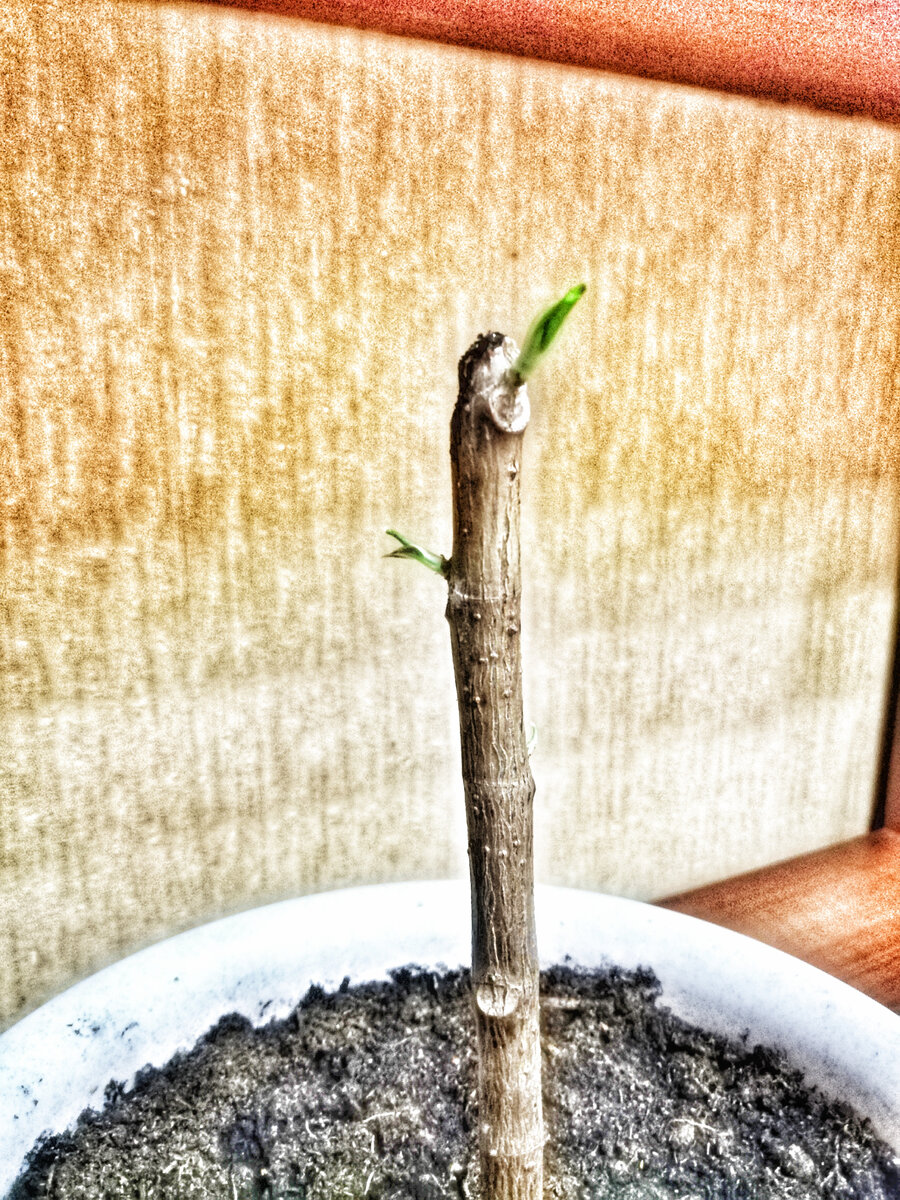 Через 2 недели. Листайте >>>>