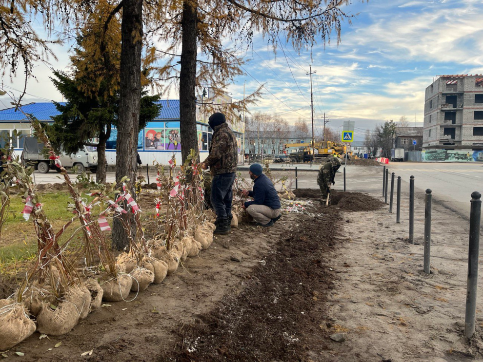    В Тарко-Сале продолжается заключительный этап озеленения