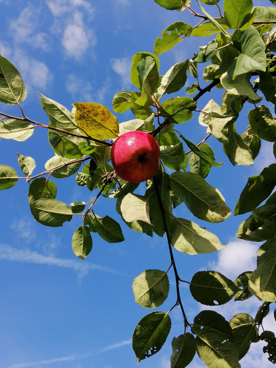 Мельба из моего сада